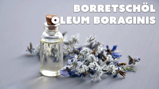 Borretschöl – Das hormonregulierende Wunderöl mit GLA-Power