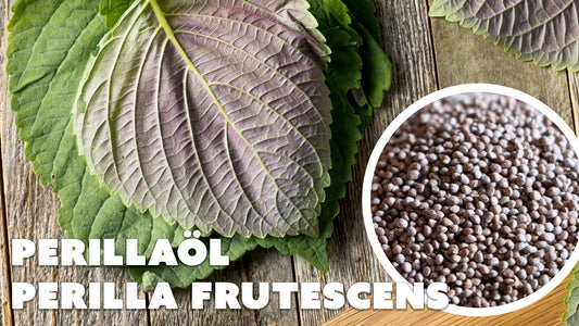 Perillaöl – Die vegane Omega-3-Bombe aus Asien für Immunsystem & Haut