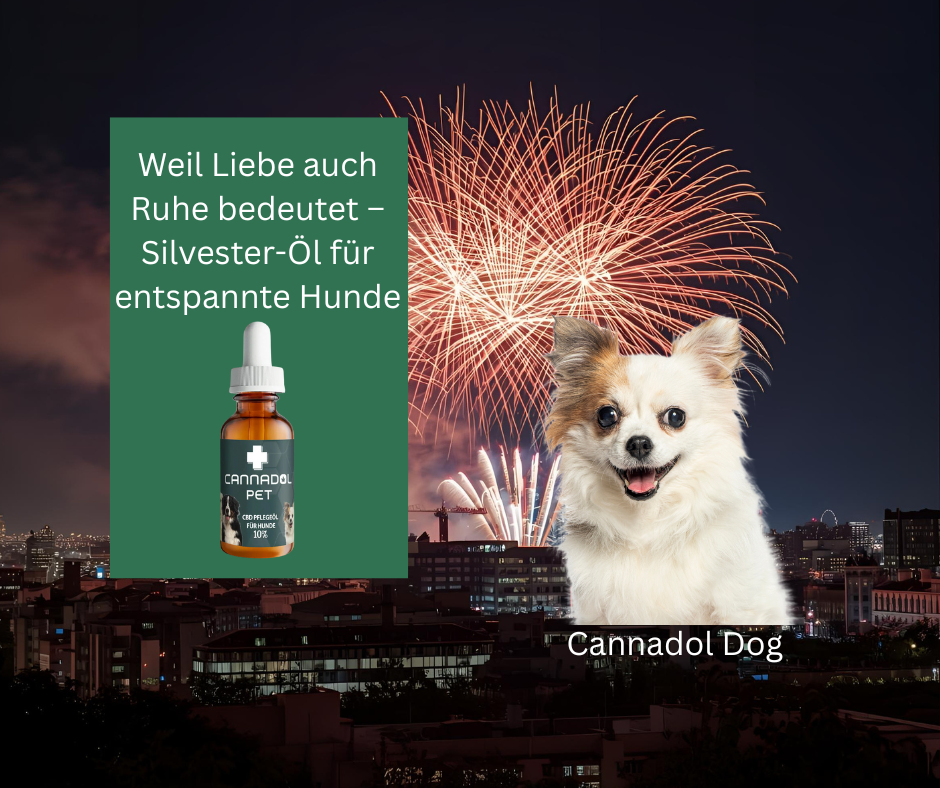 Hund an Silvester: Der schnelle Ratgeber für eine stressfreie Nacht
