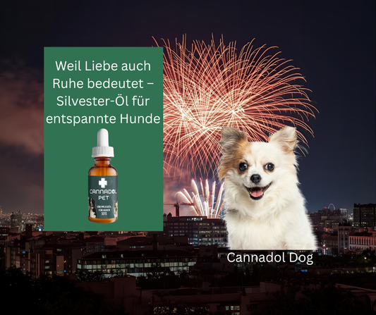 Hund an Silvester: Der schnelle Ratgeber für eine stressfreie Nacht
